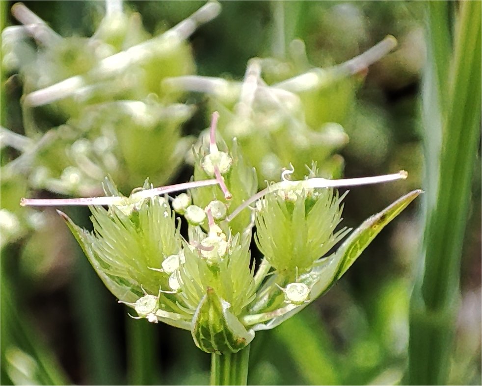 orlaya grandiflora