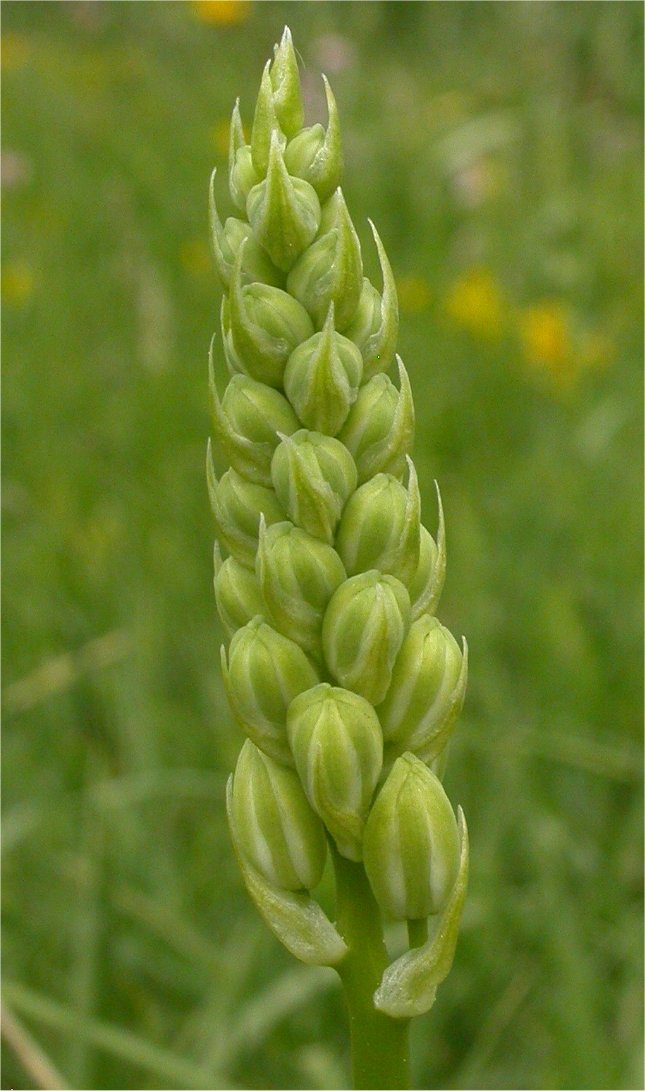 ornithogalum pyrenaicum