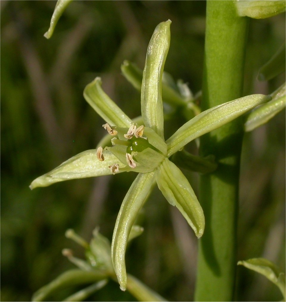 ornithogalum pyrenaicum