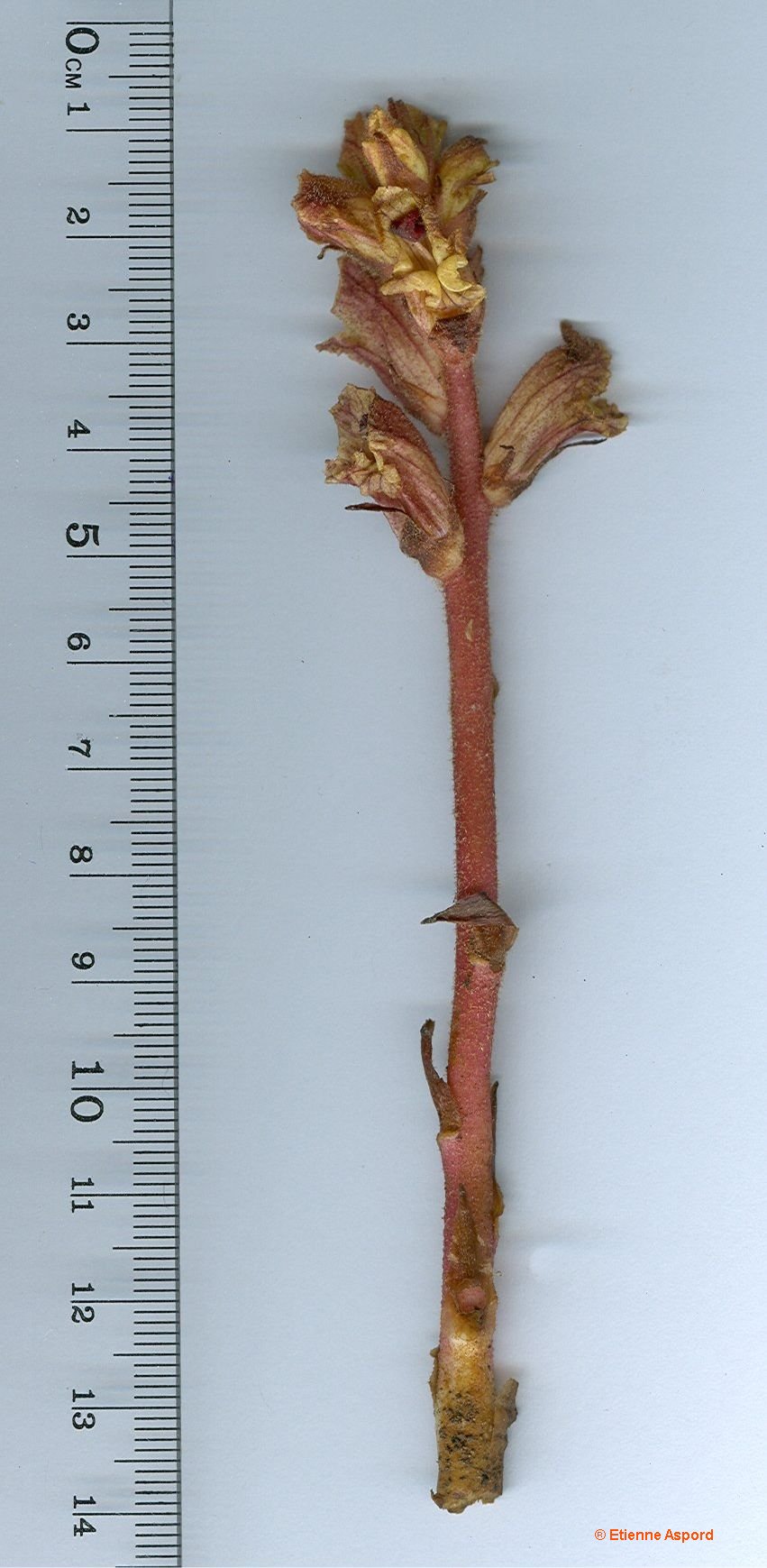 orobanche alba