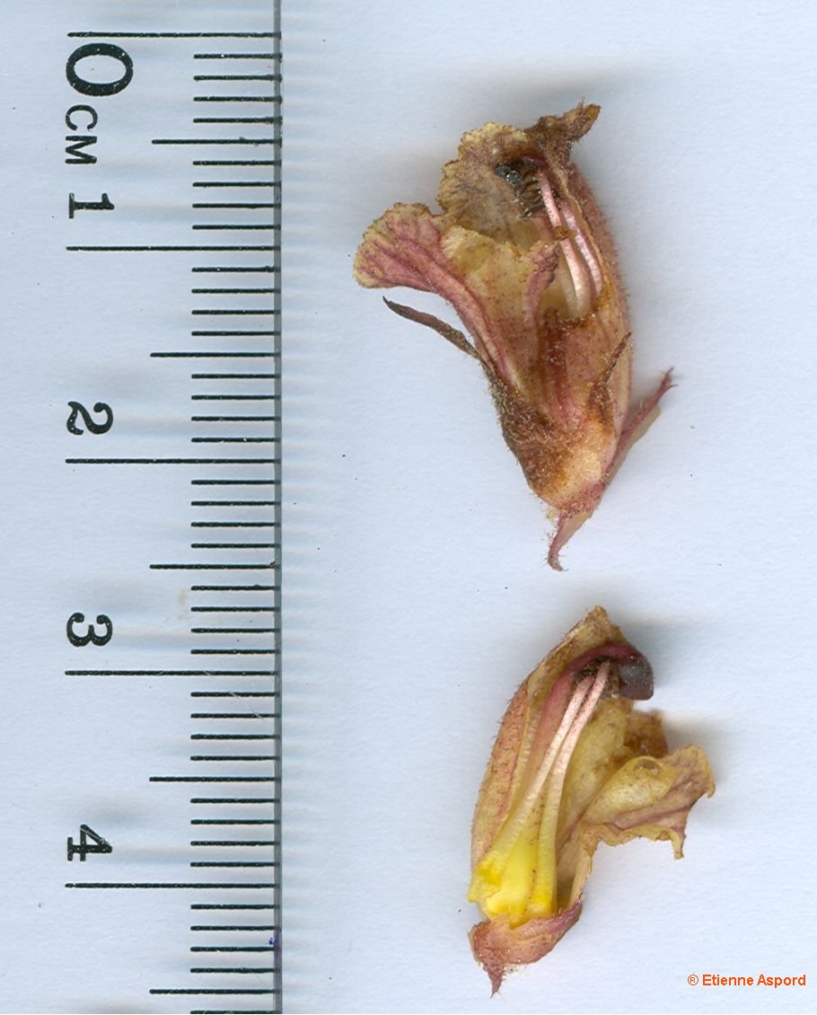 orobanche alba