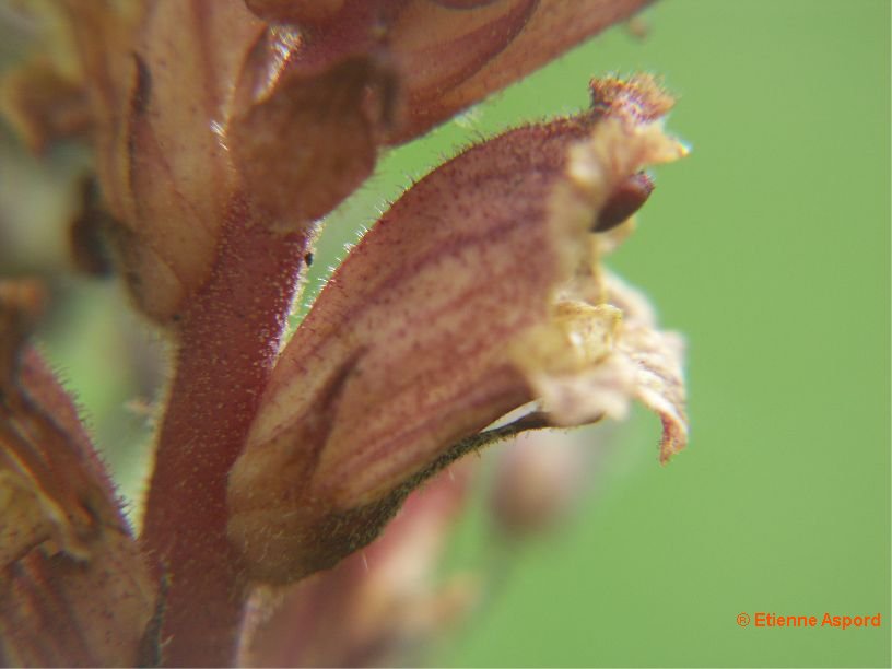 orobanche alba