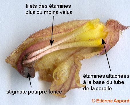 orobanche alba