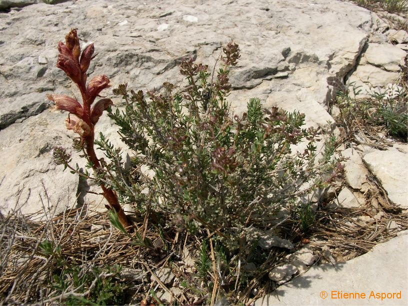 orobanche alba