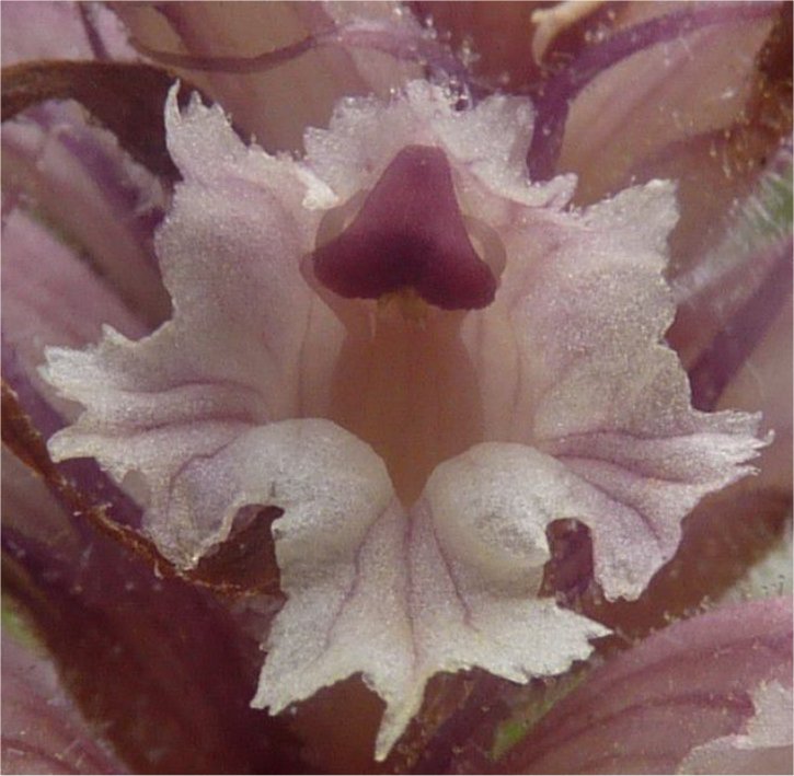 orobanche crenata