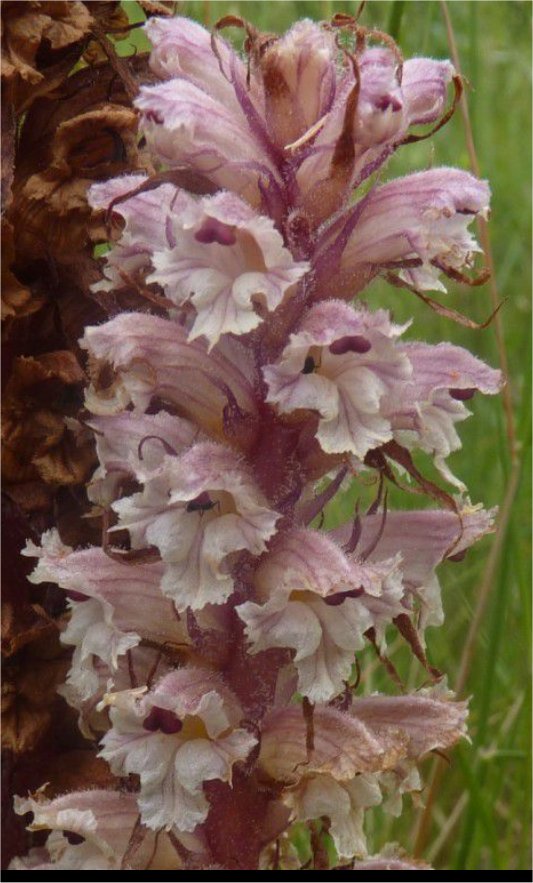 orobanche crenata