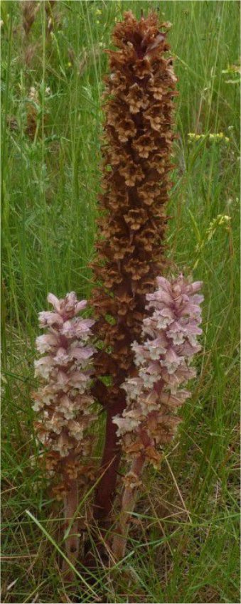 orobanche crenata