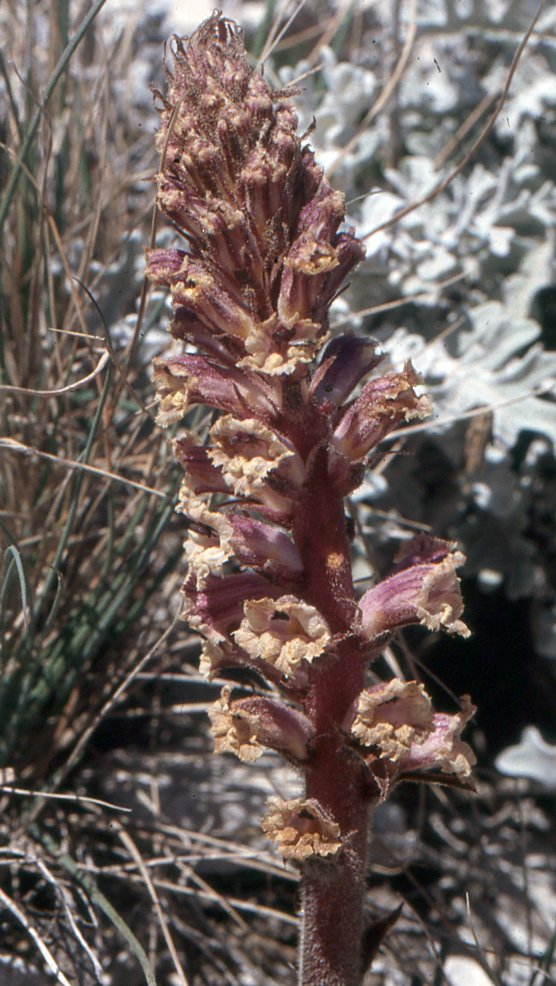 orobanche fuliginosa