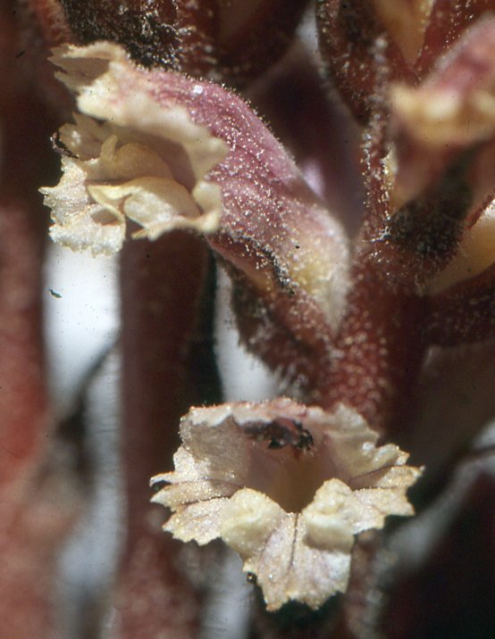 orobanche fuliginosa