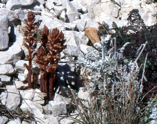 orobanche fuliginosa