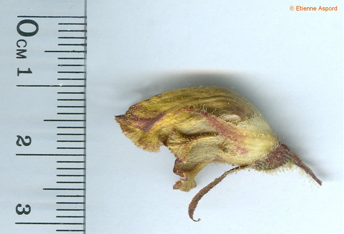 orobanche gracilis
