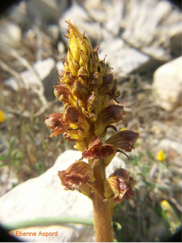 orobanche gracilis