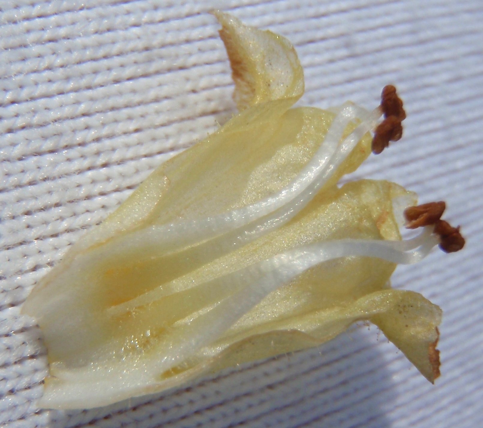 orobanche minor