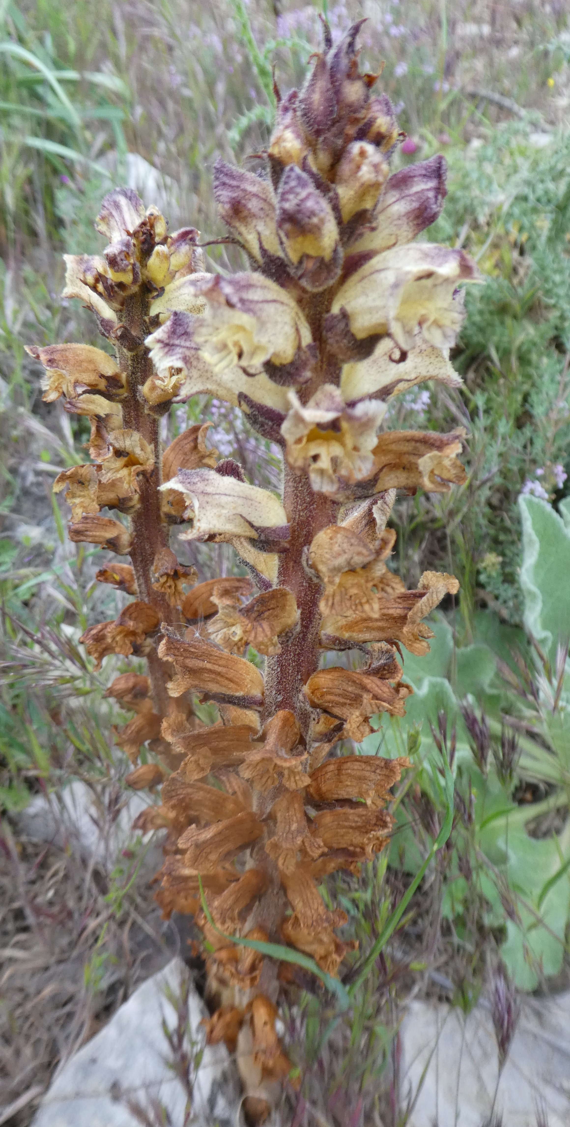 orobanche reticulata