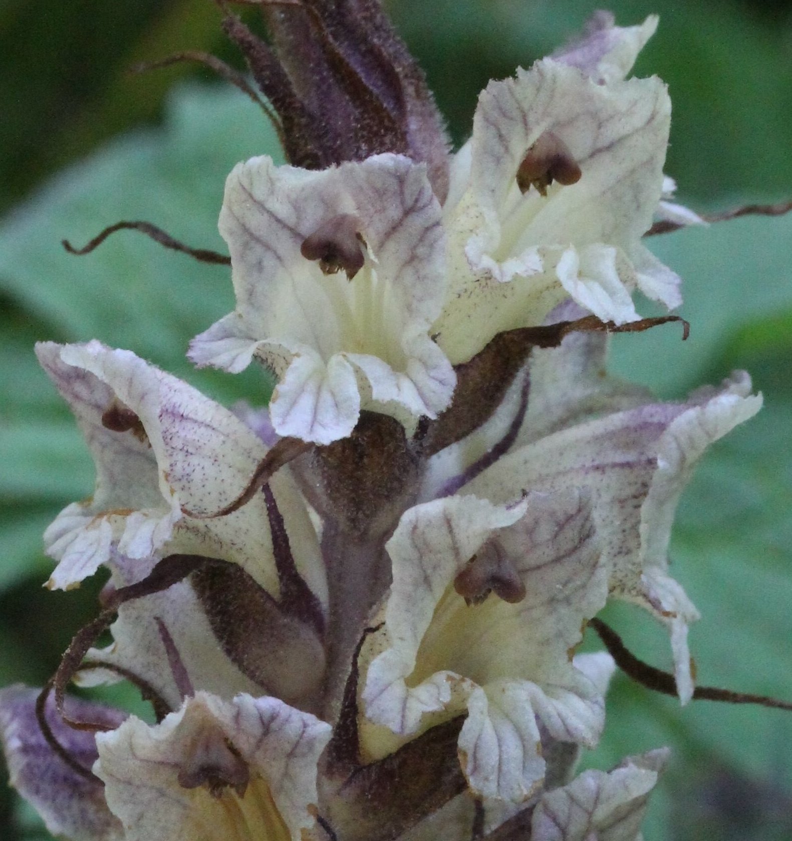 orobanche reticulata