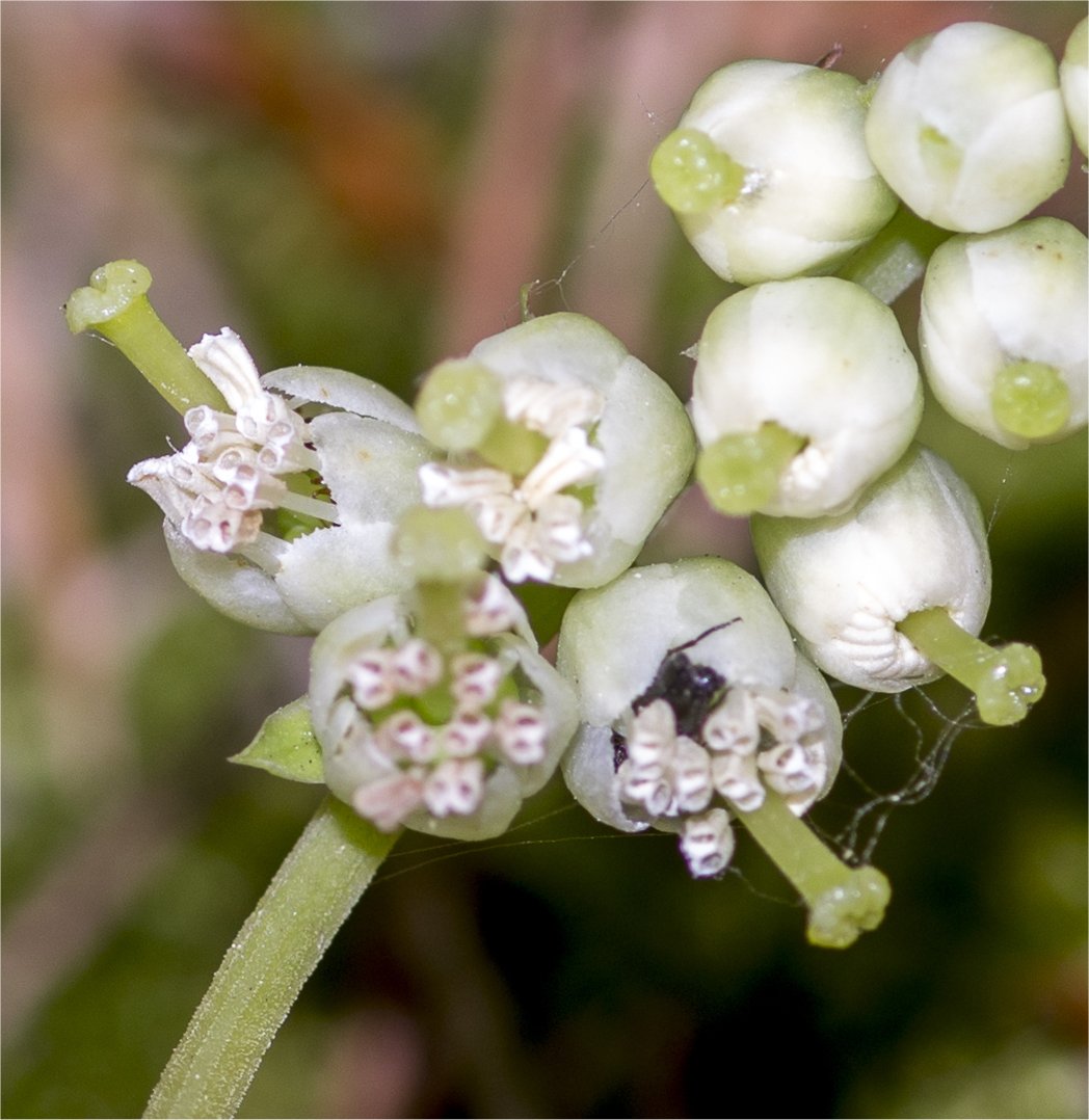 Orthilia secundaorthilia secunda