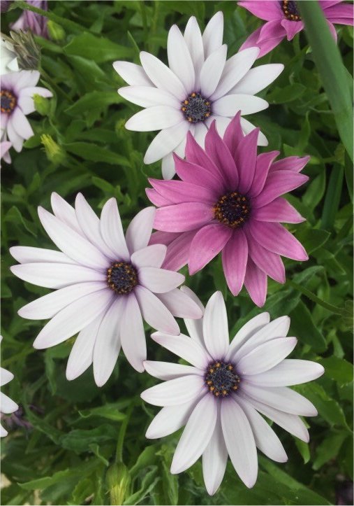 osteospermum ecklonis