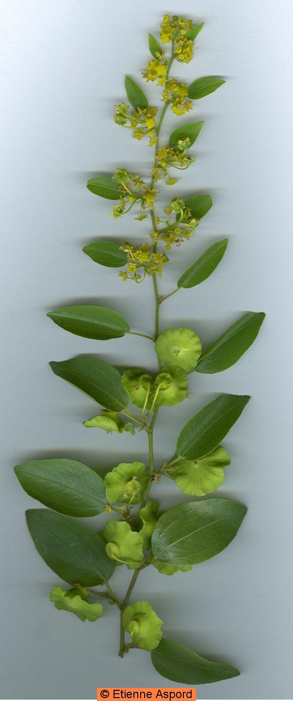 Paliurus spina-christipaliurus spina christi