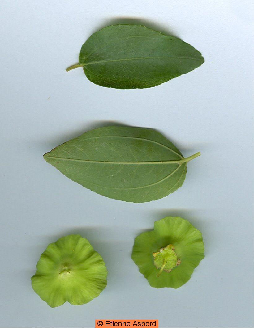 Paliurus spina-christipaliurus spina christi