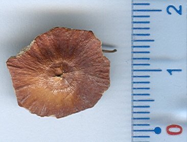 Paliurus spina-christipaliurus spina christi