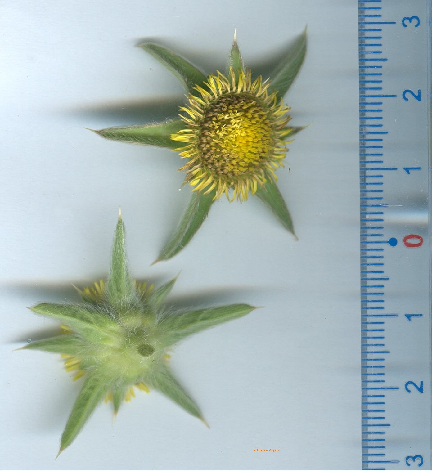 pallenis spinosa