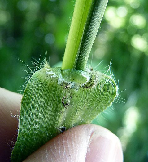 panicum miliaceum