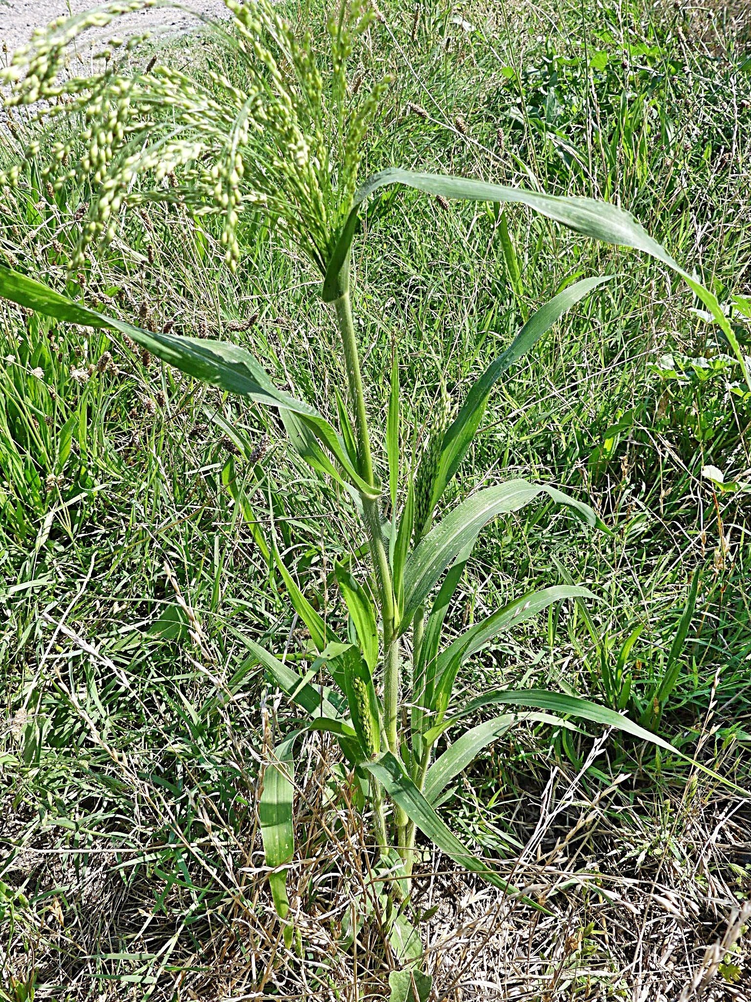 panicum miliaceum