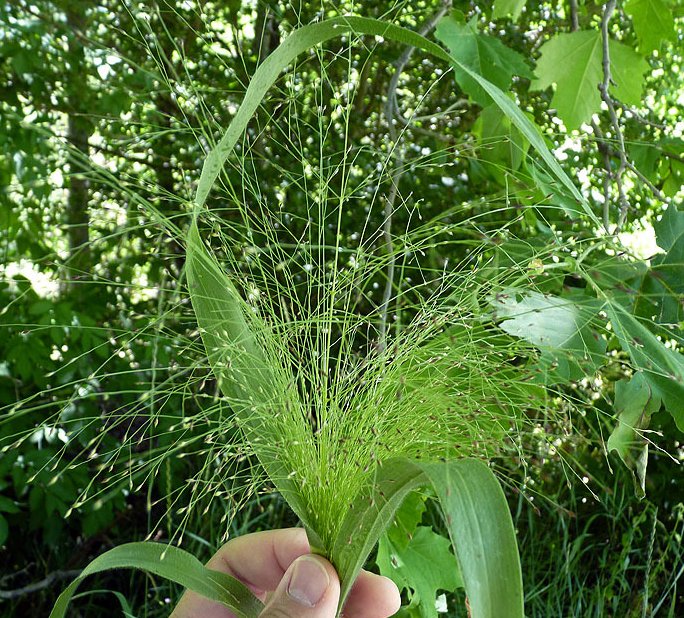 panicum miliaceum