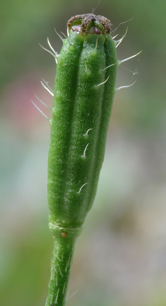 papaver argemone