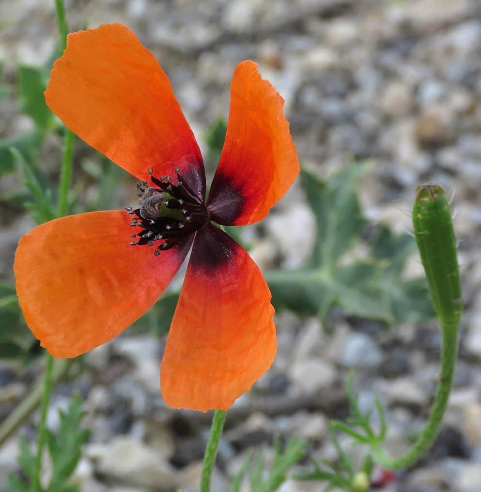 papaver argemone