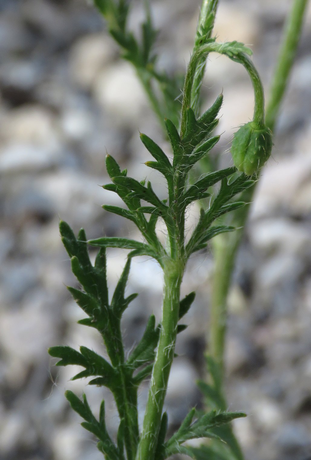 papaver argemone