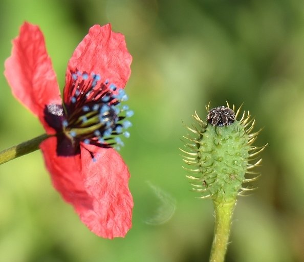papaver hybridum