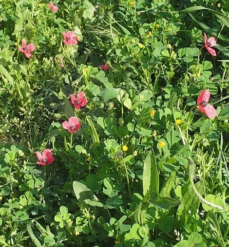 papaver hybridum