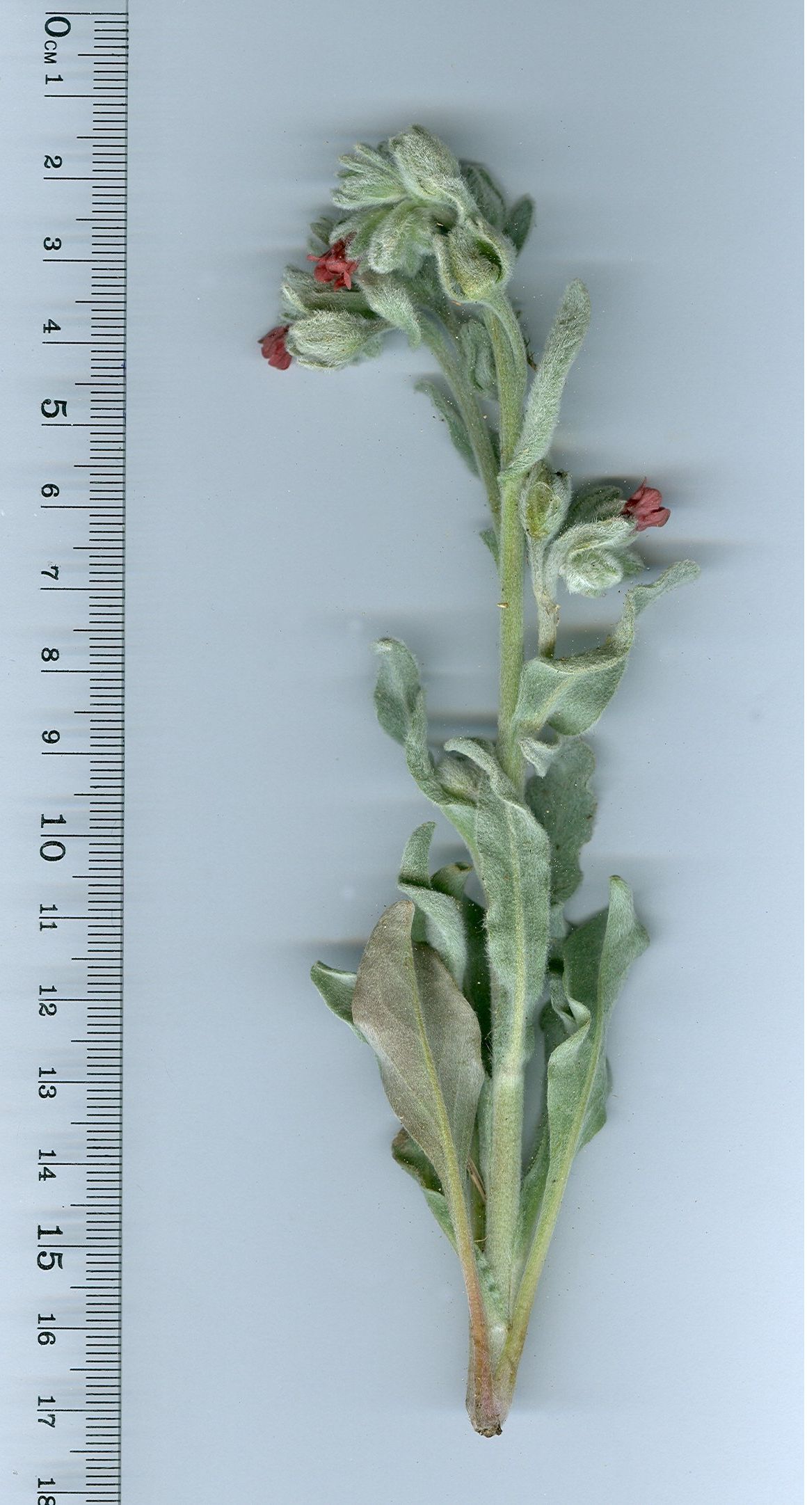 Pardoglossum cheirifoliumpardoglossum cheirifolium