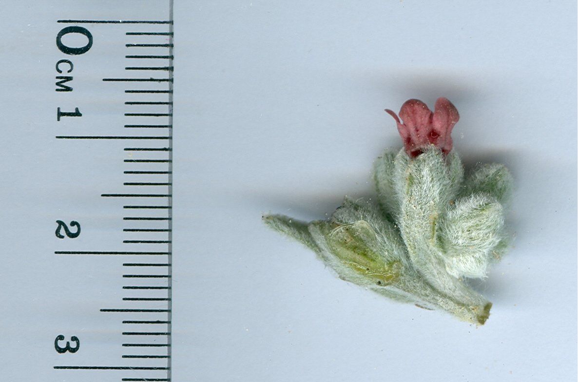 Pardoglossum cheirifoliumpardoglossum cheirifolium