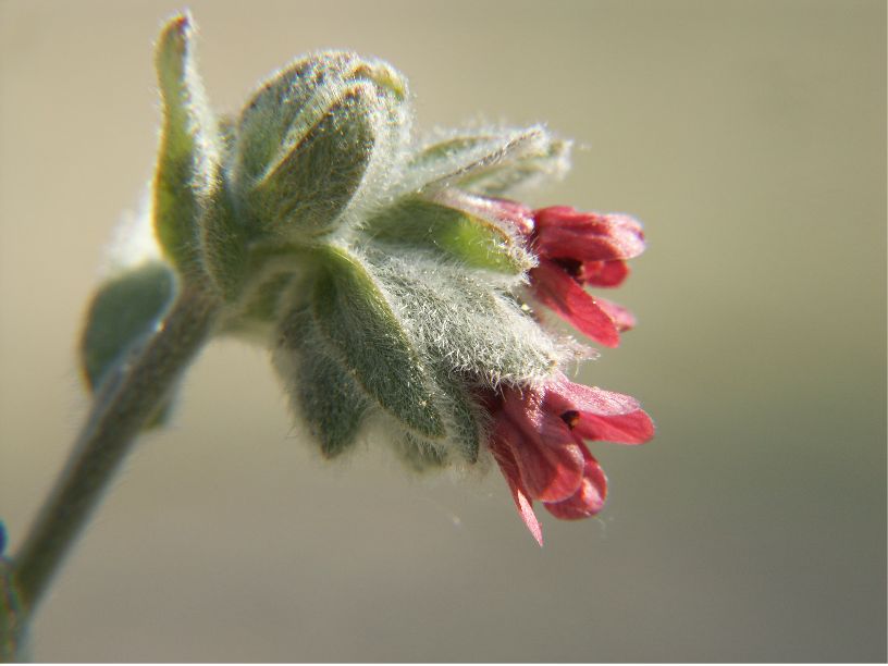 Pardoglossum cheirifoliumpardoglossum cheirifolium