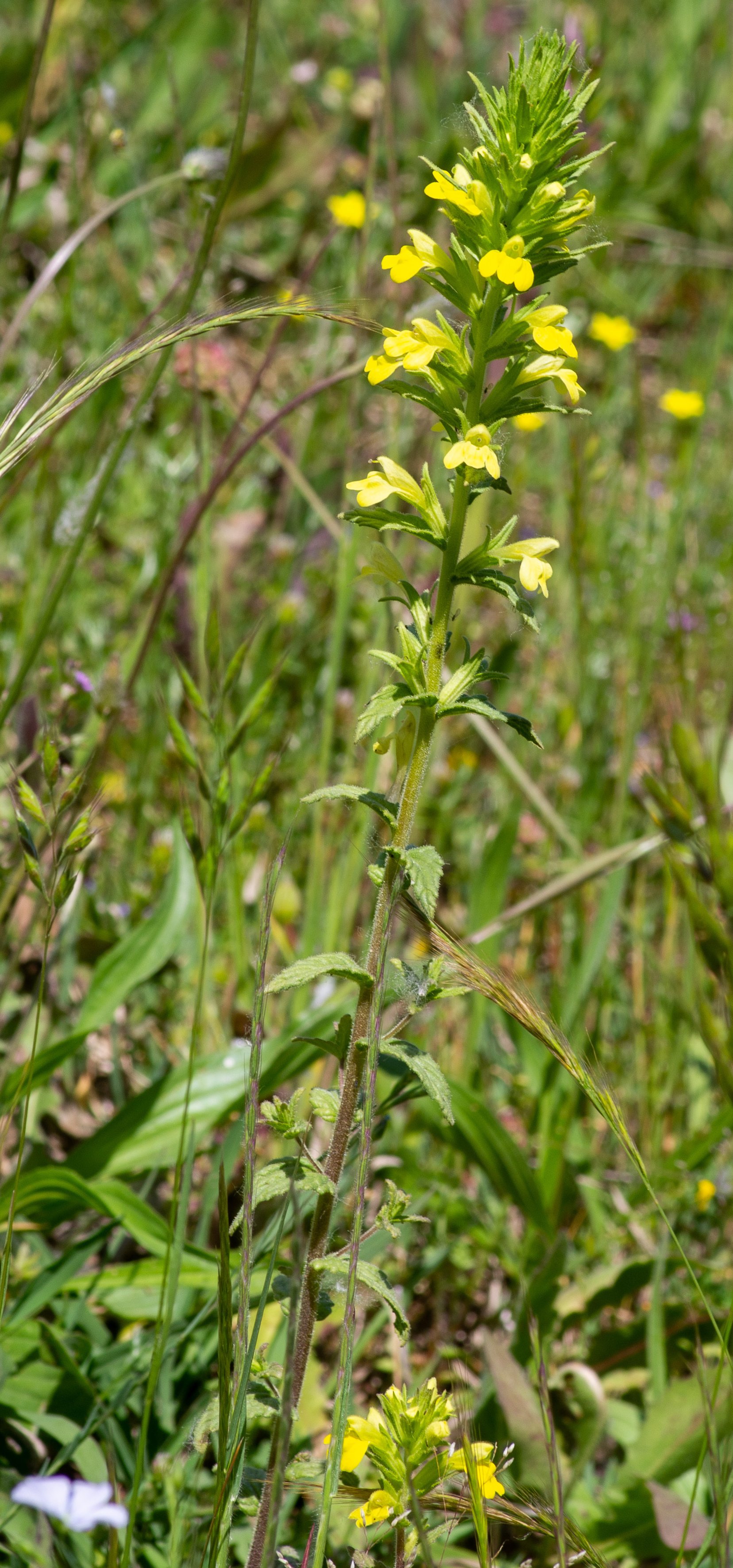 parentucellia viscosa