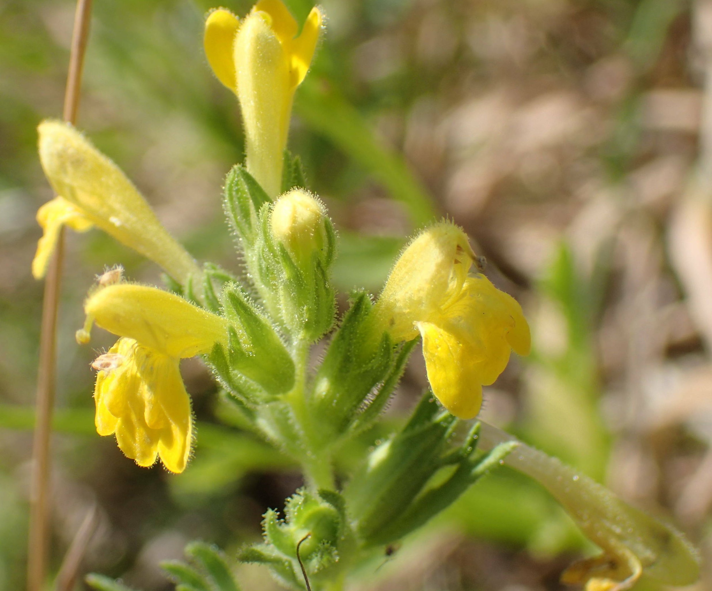 parentucellia viscosa