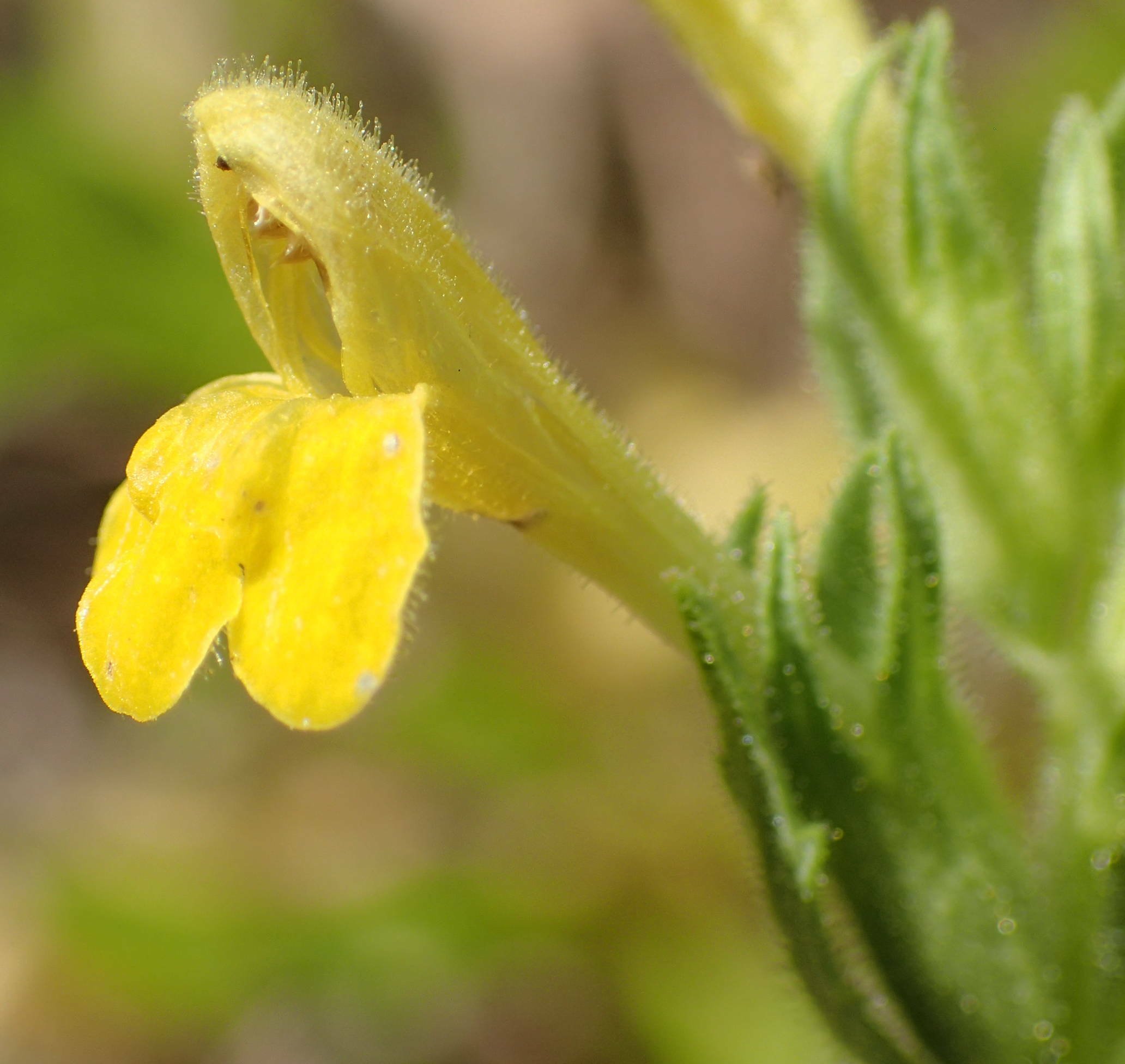 parentucellia viscosa