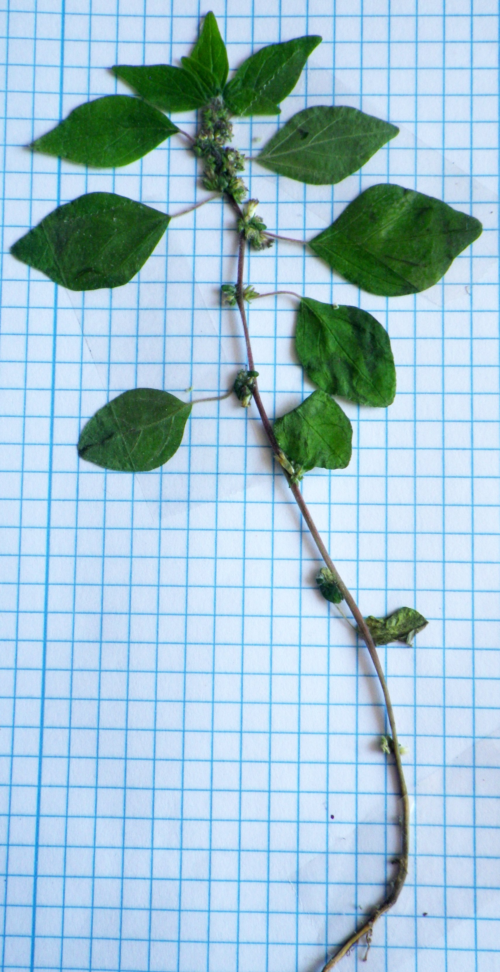 parietaria lusitanica
