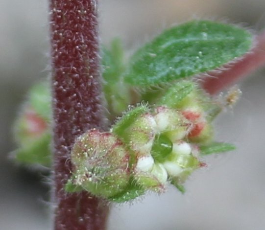 parietaria lusitanica