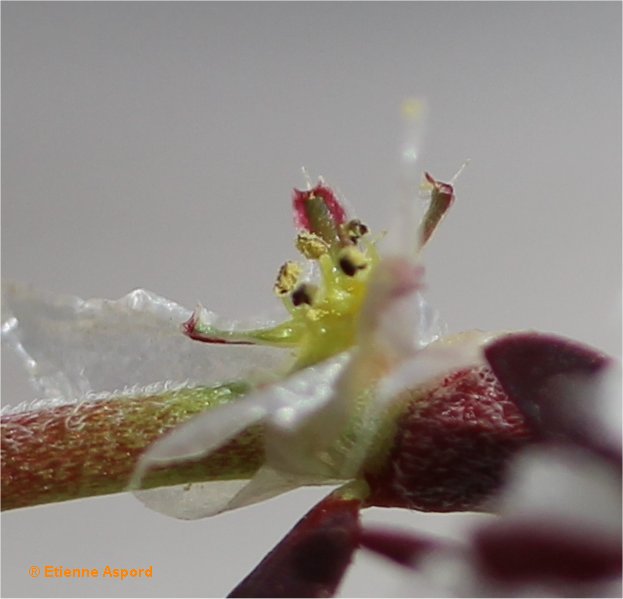 paronychia argentea