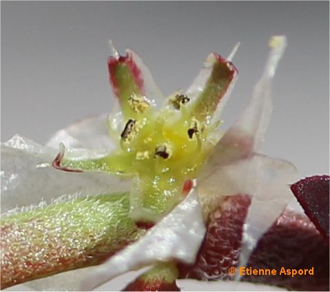 paronychia argentea