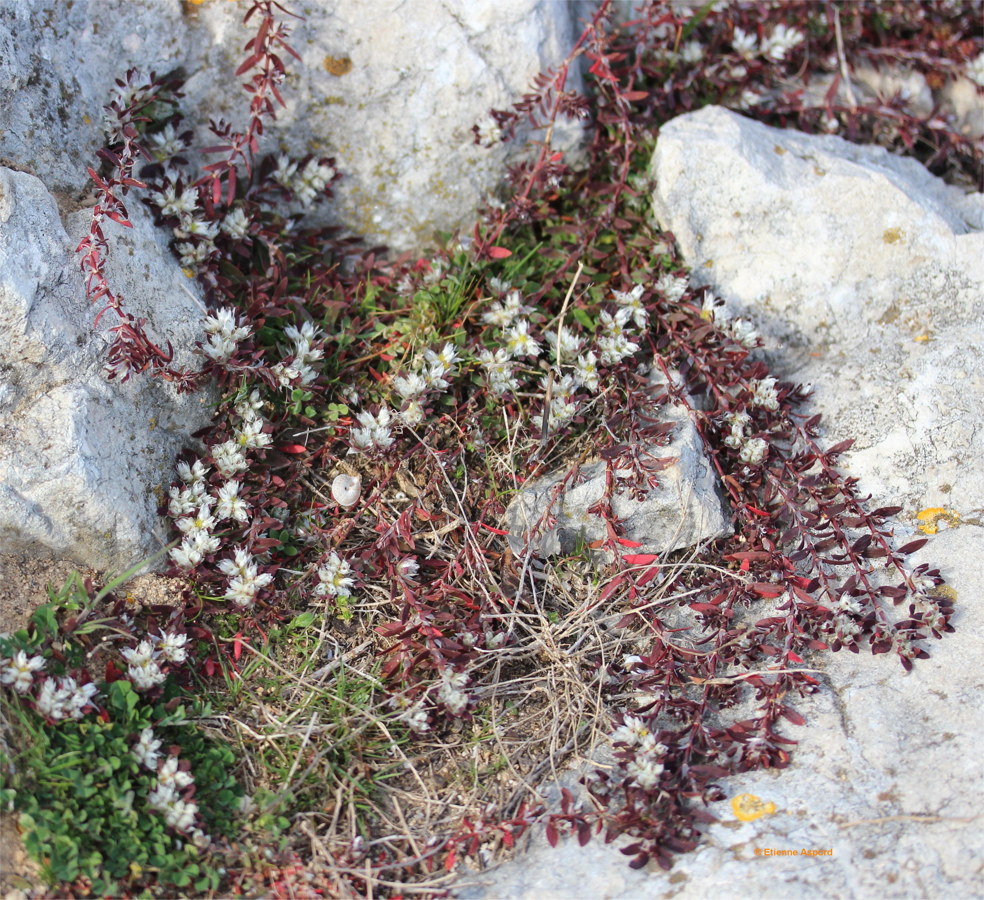 paronychia argentea
