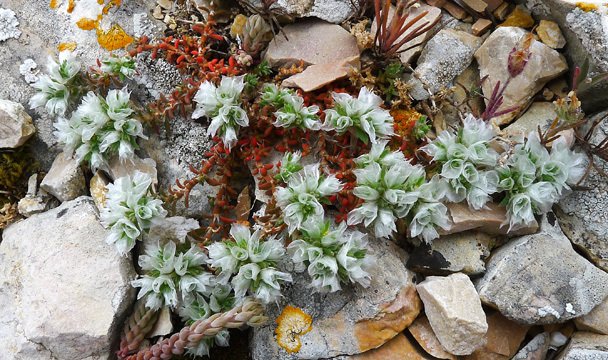 paronychia capitata
