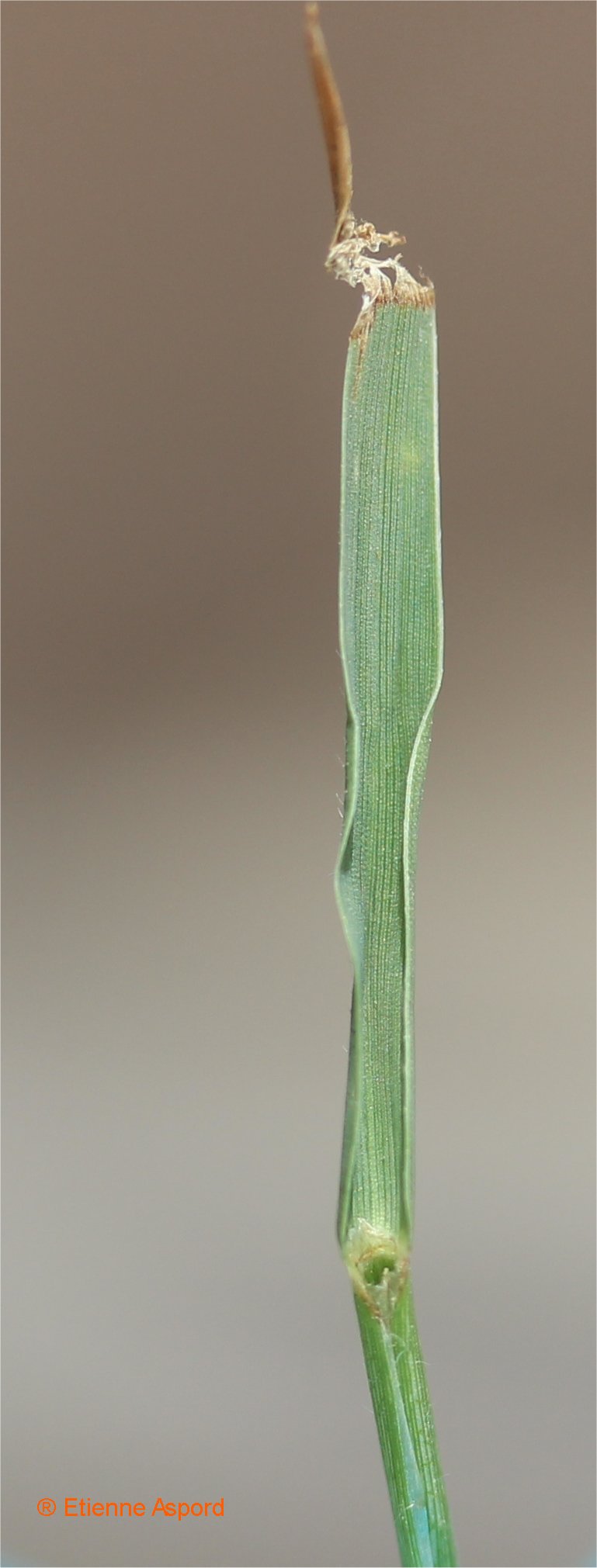 paspalum distichum