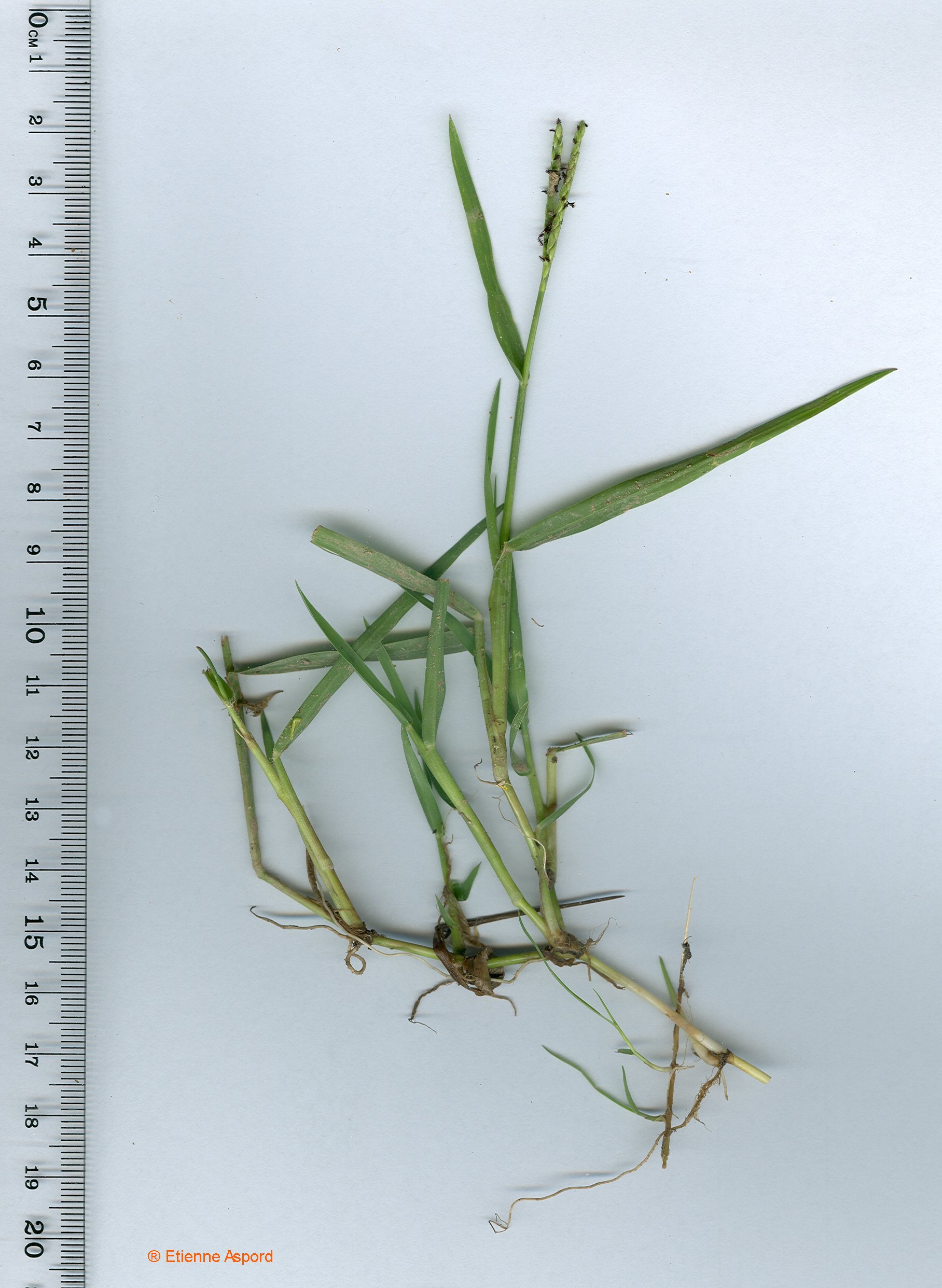 paspalum distichum