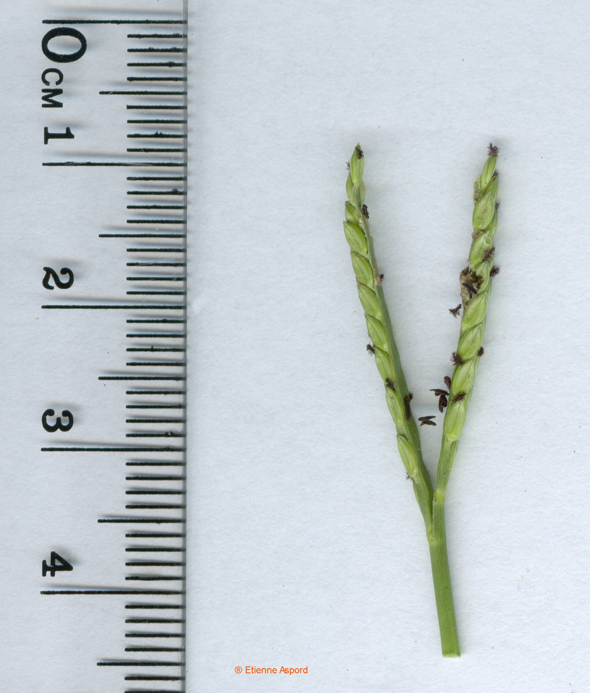 paspalum distichum