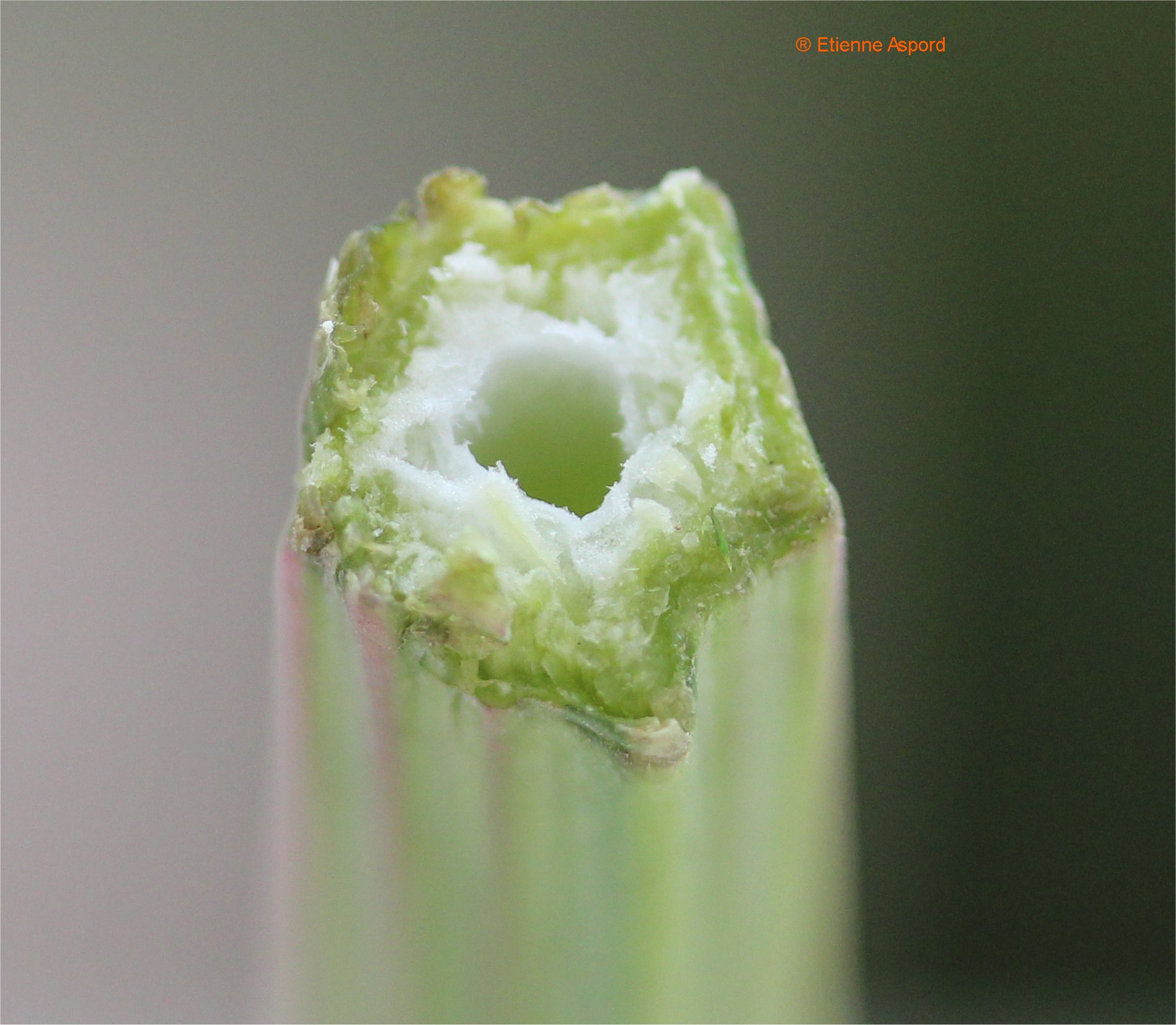 pastinaca sativa