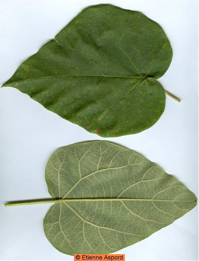 Paulownia tomentosa
